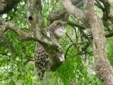 Yala National Park